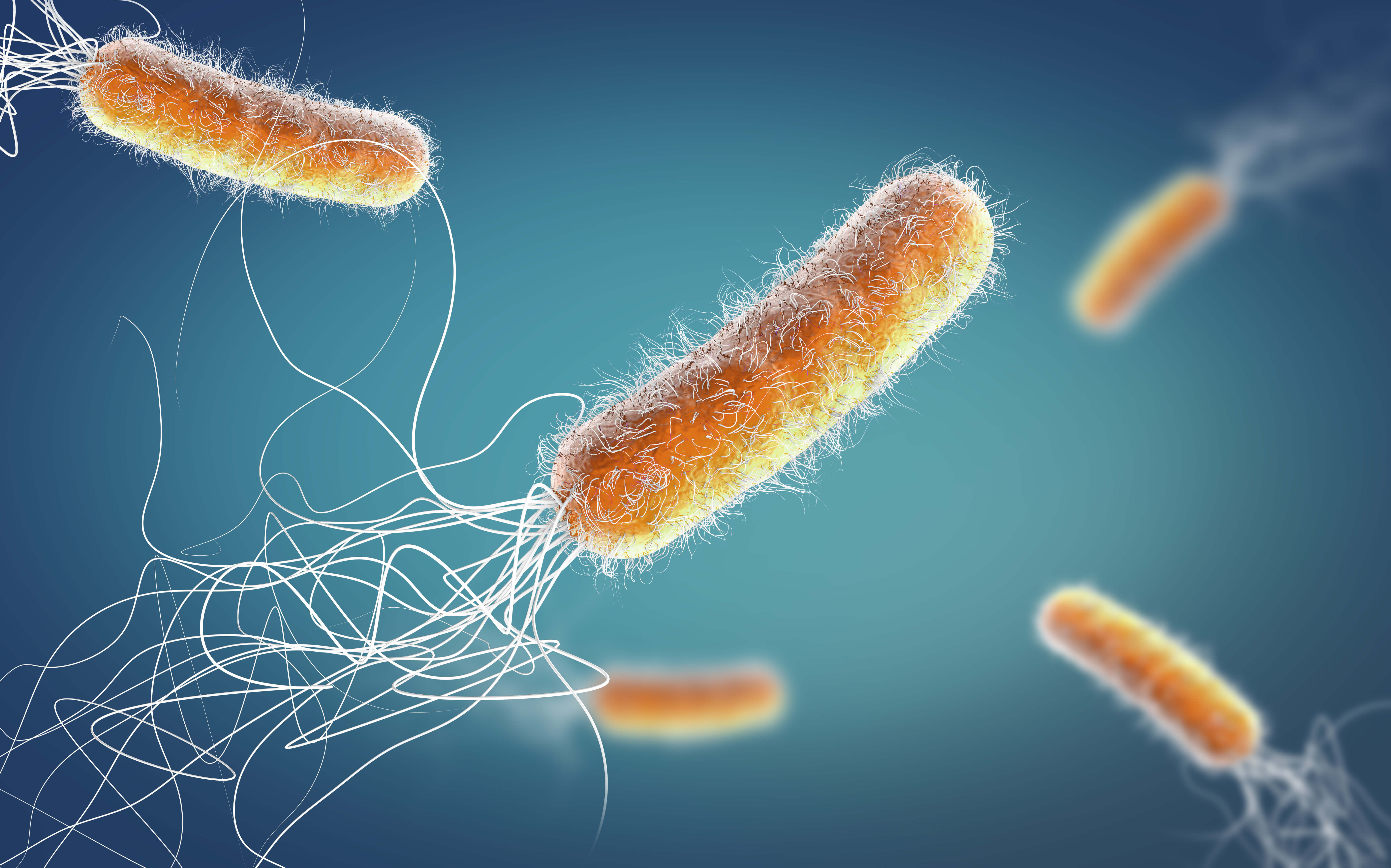 Бактерия синегнойная палочка. Бактерия Pseudomonas aeruginosa. Синегнойная палочка псевдомоноз. Жгутики синегнойной палочки.