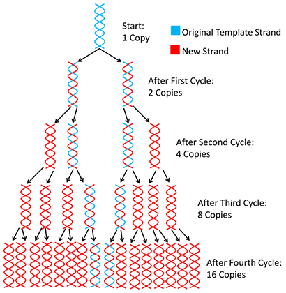 DNA amplification