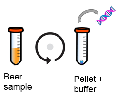 Extraction of beer spoiler DNA