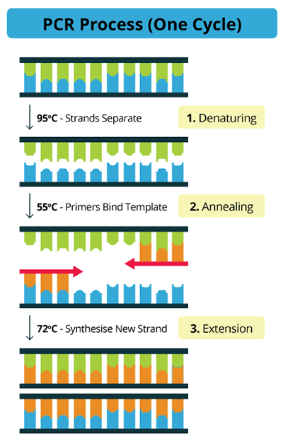 PCR cycle