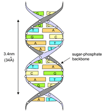 PCR for beer testing