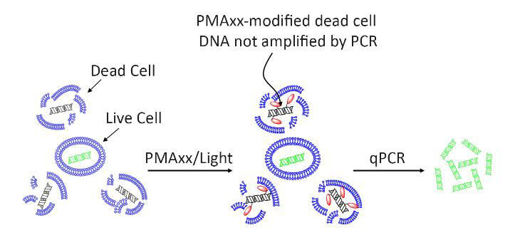 Công nghệ PCR