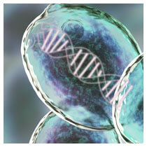 PCR detection of beer spoilers