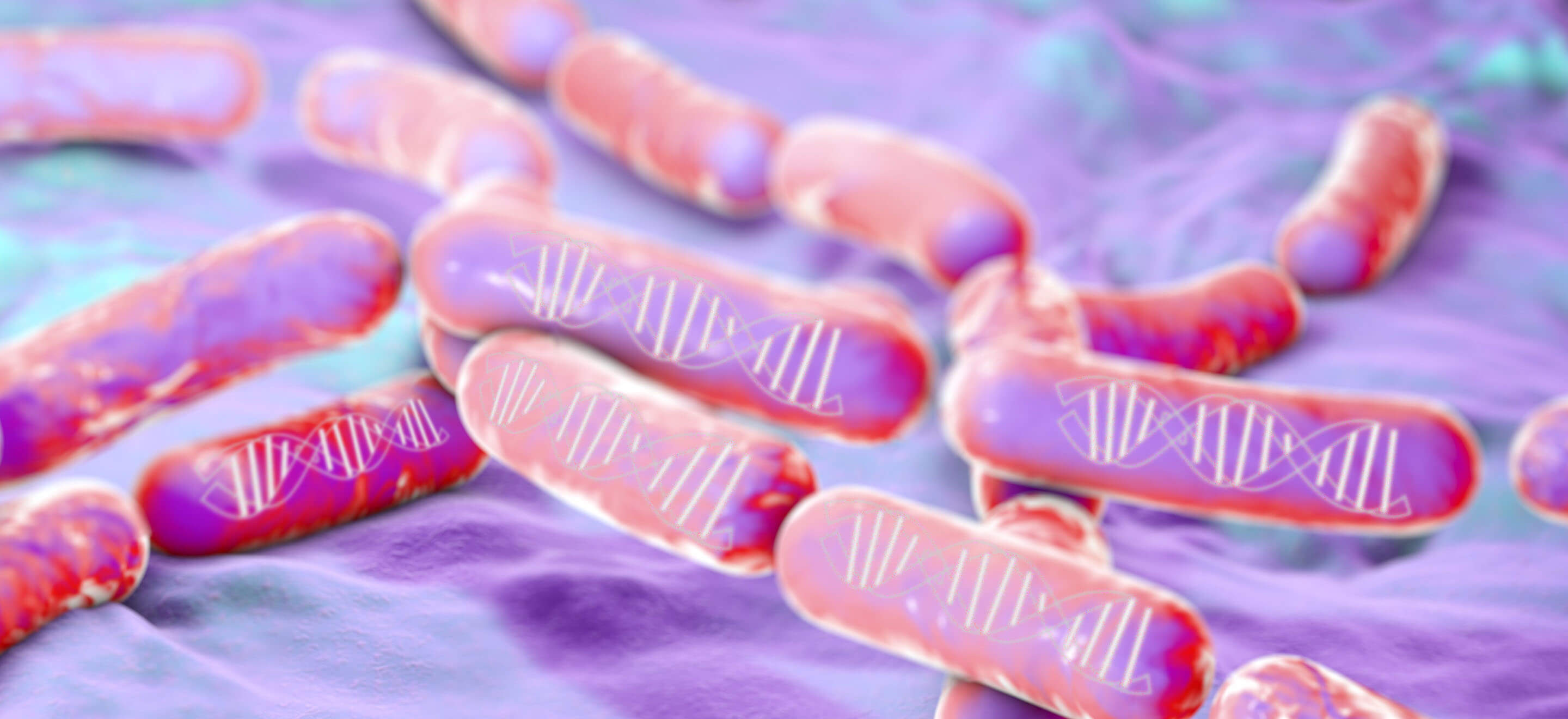 bacillus beer spoilage PCR detection.jpg