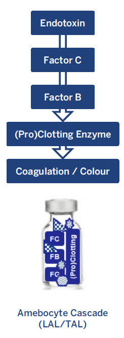 Amebocyte Cascade LAL/TAL