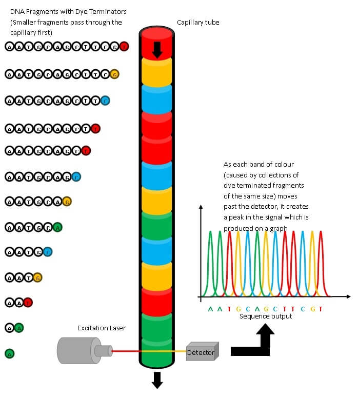 DNA fragments with Dye terminators