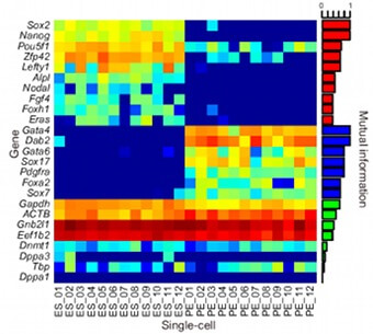 Heatmap of marker genes