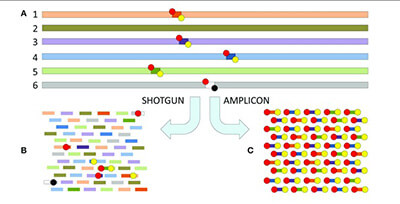 Shotgun versus amplicon