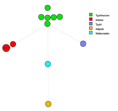 compare the strain to a database