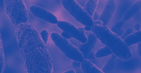 Salmonella: A Hardy Foodborne Pathogenic Bacteria