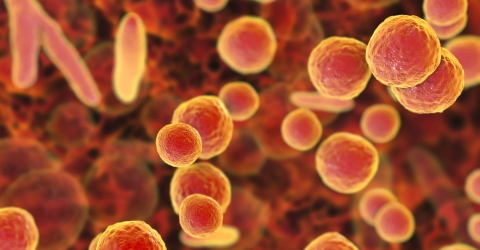 Mycoplasma