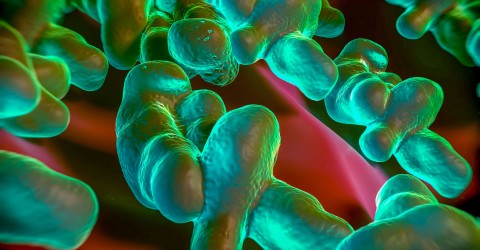 BIOMERIEUX-INDUSTRY-FOOD-PATHOGEN-CAMPYLOBACTER