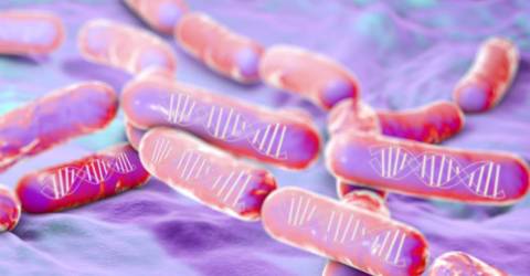 bacillus beer spoilage PCR detection