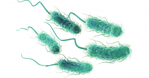 STEC Escherichia coli