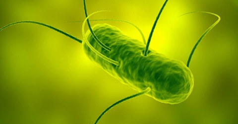 Salmonella Enteridis and Thyphimurium detection