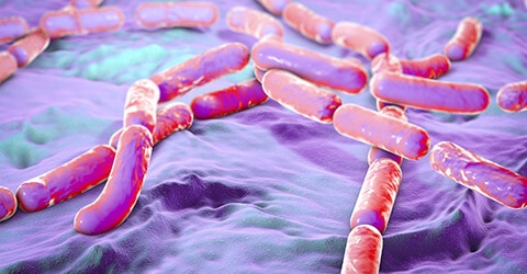 Bacillus cereus group species in routine diagnostics