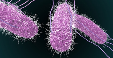 Salmonella spp detection