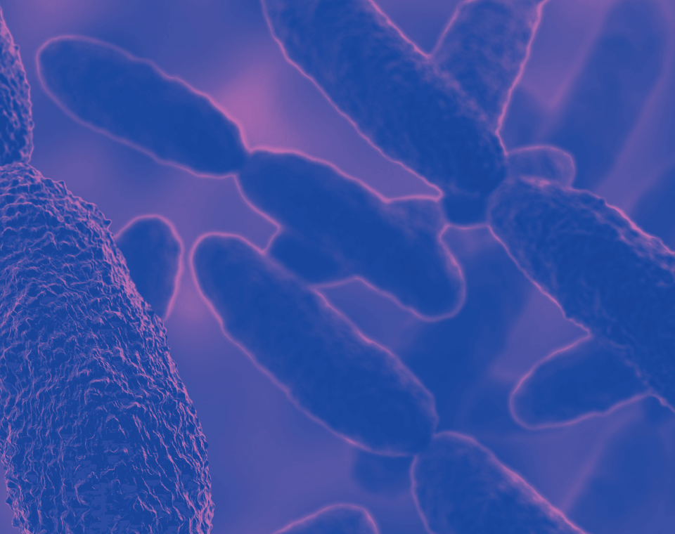 Salmonella: A Hardy Foodborne Pathogenic Bacteria