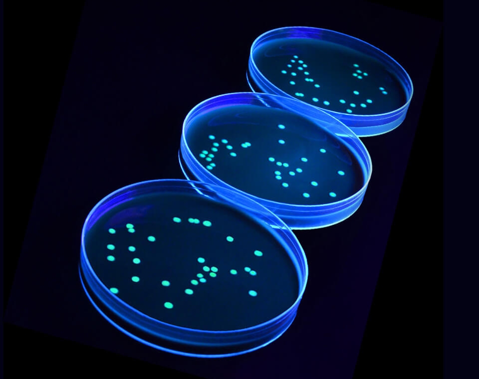 BIOBALL LUMINATE for Food applications 960